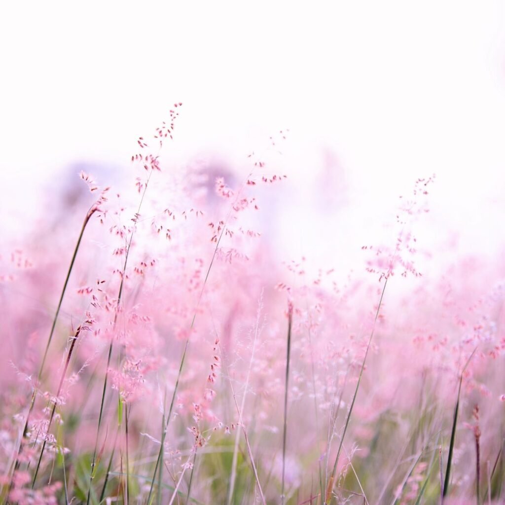 A psicologia por trás dos perfumes. A imagem mostra um campo com florezinhas cor de rosa.